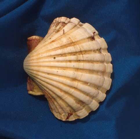 다 사랑하는 남자가 있었던 그리스 로마 신화 남신들 | 인스티즈