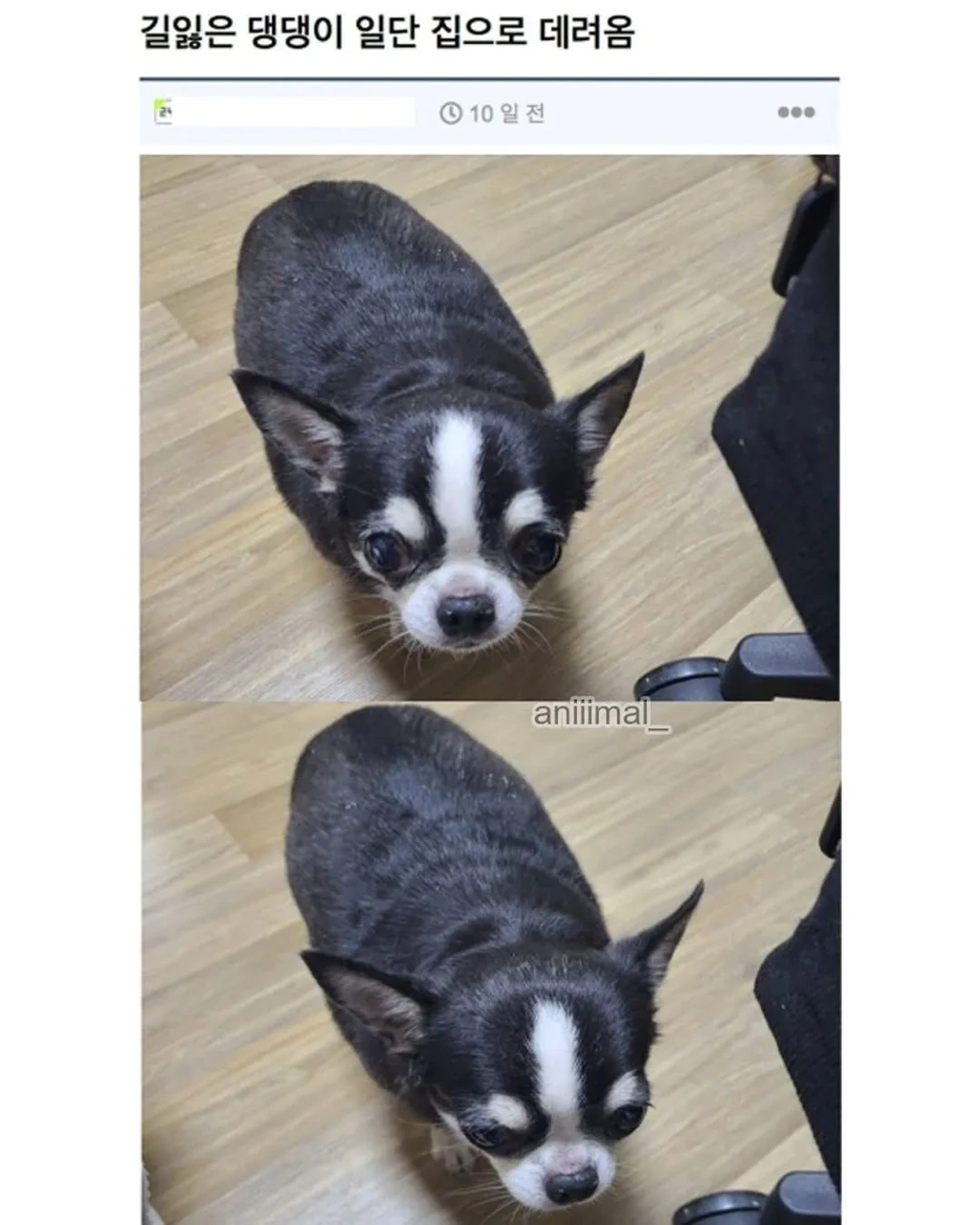 아파트에 웬 댕댕이가 돌아다니는데 어캄? | 인스티즈