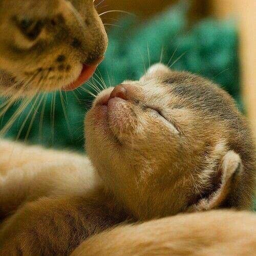 엄마고양이와 아기고양이.jpgif | 인스티즈