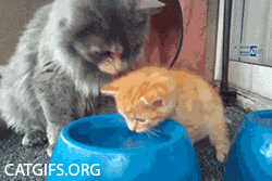 엄마고양이와 아기고양이.jpgif | 인스티즈