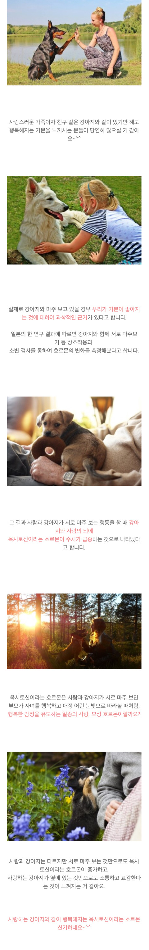 강아지와 눈을 마주치면 행복해지는 이유 | 인스티즈