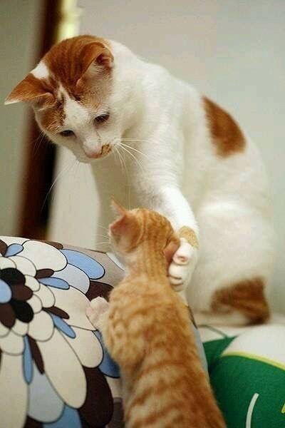 엄마고양이와 아기고양이.jpgif | 인스티즈