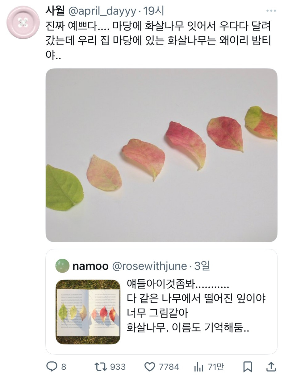 얘들아이것좀봐........... 다 같은 나무에서 떨어진 잎이야 너무 그림같아.twt | 인스티즈