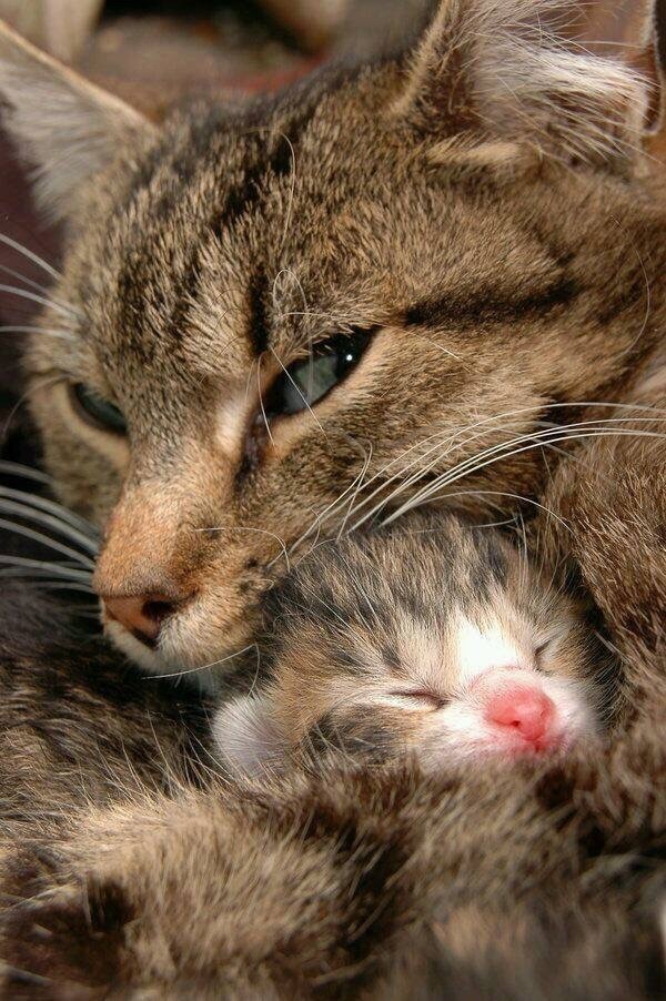 엄마고양이와 아기고양이.jpgif | 인스티즈