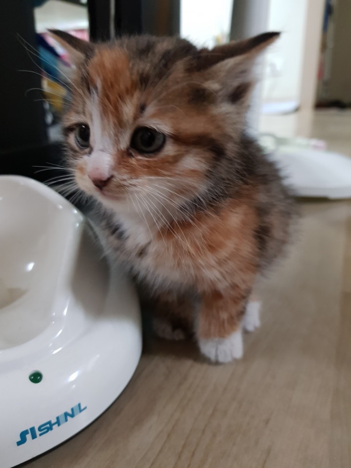 회사 물류창고에서 고양이 득템..jpg | 인스티즈