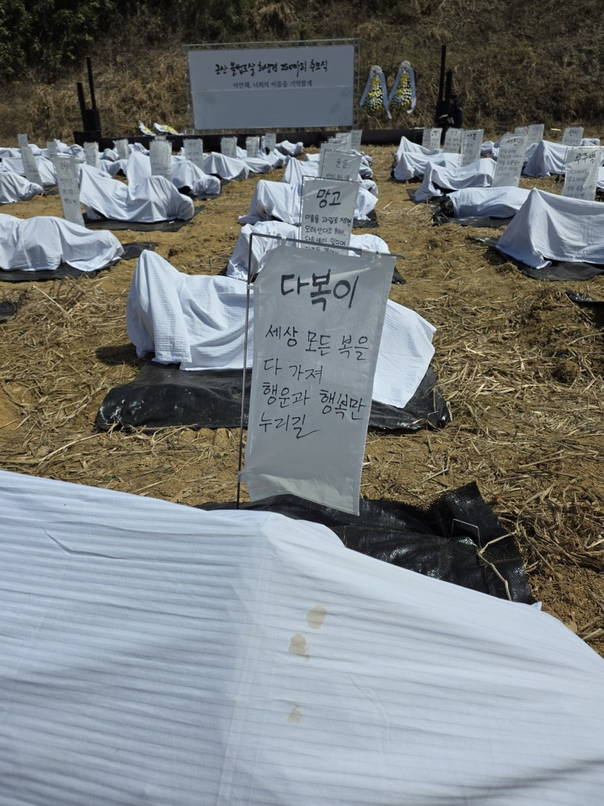 "개들을 위한 최소한 도리”… 불법도살 이후 방치된 사체, 수의 입히고 장례식 | 인스티즈