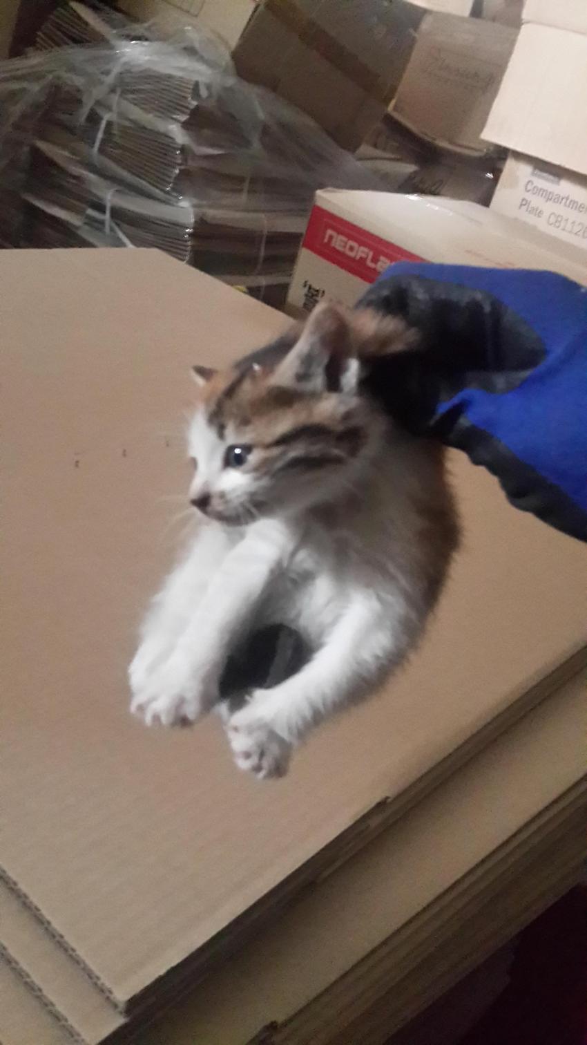 회사 물류창고에서 고양이 득템..jpg | 인스티즈