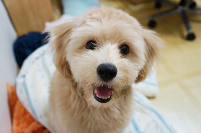 견종 이야기 - 푸들 | 인스티즈