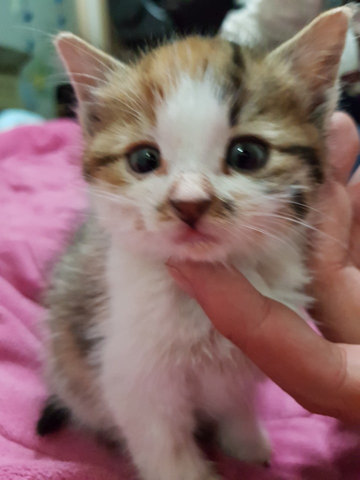 회사 물류창고에서 고양이 득템..jpg | 인스티즈