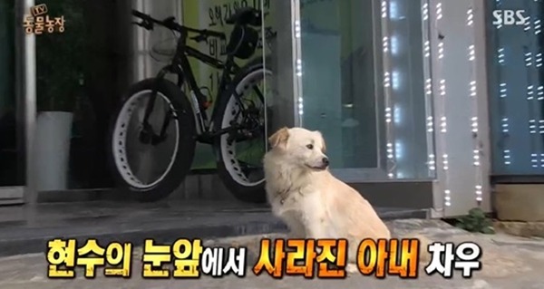 [혈압주의] 동물농장에 나온 만삭 차우차우 납치사건 | 인스티즈