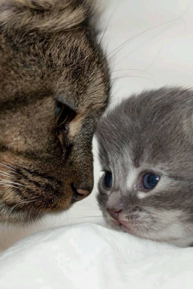 엄마고양이와 아기고양이.jpgif | 인스티즈