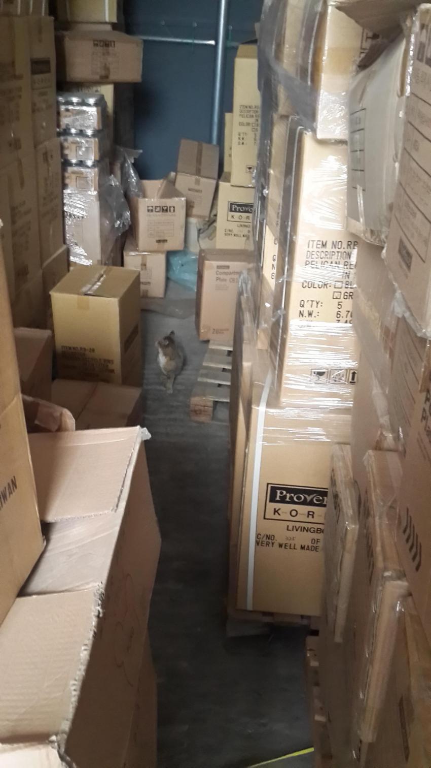 회사 물류창고에서 고양이 득템..jpg | 인스티즈