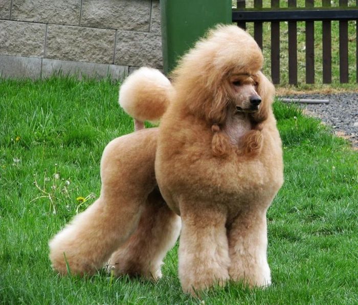 견종 이야기 - 푸들 | 인스티즈