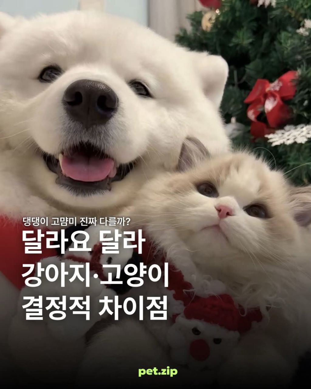강아지와 고양이 결정적 차이점 | 인스티즈