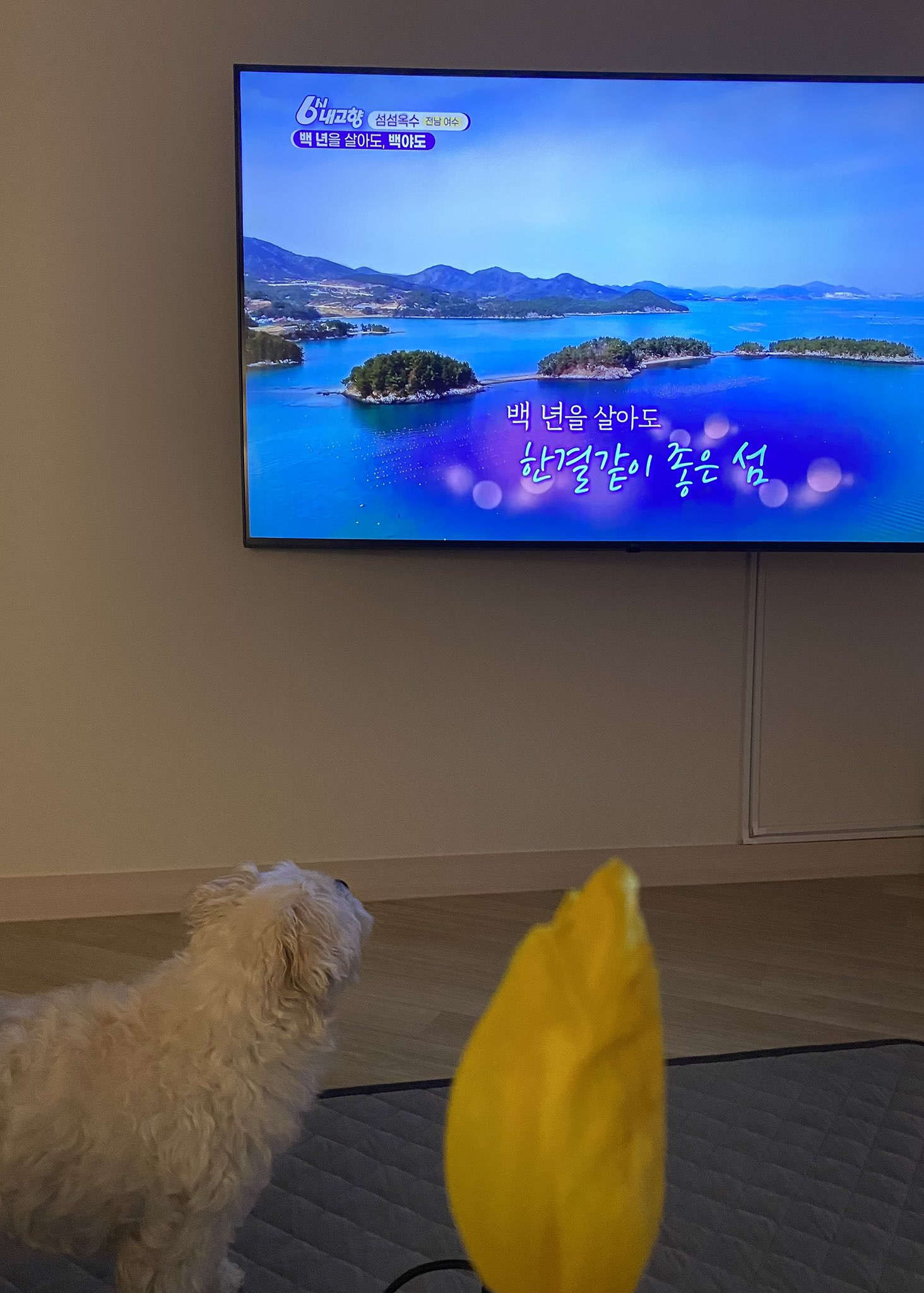 컨텐츠 향기를 맡고 연락 갈긴 동물농장 제작팀 | 인스티즈