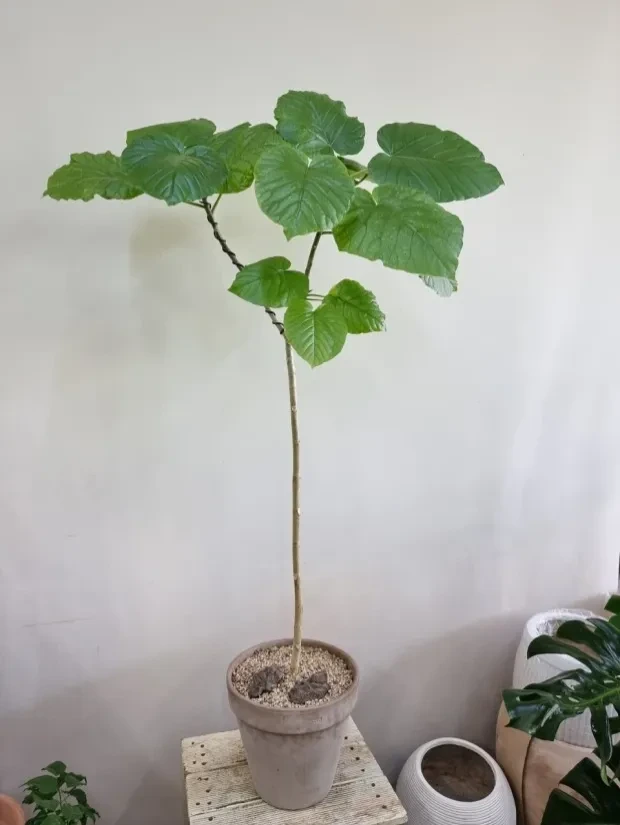 식물갤이 찐광기인 이유.jpg | 인스티즈