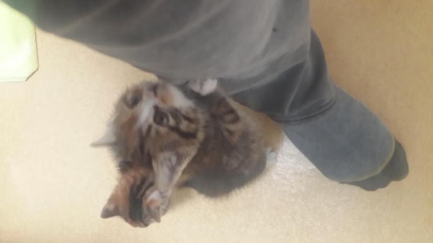 회사 물류창고에서 고양이 득템..jpg | 인스티즈