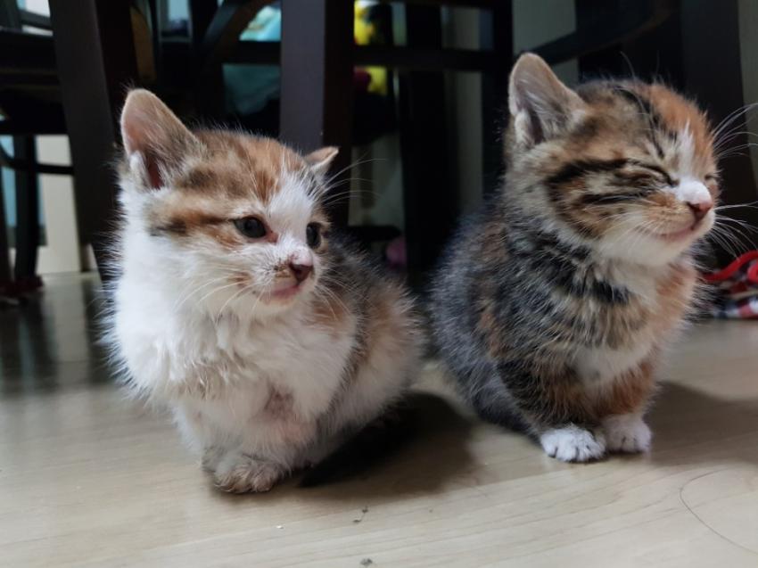 회사 물류창고에서 고양이 득템..jpg | 인스티즈