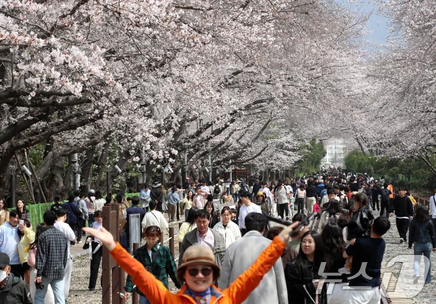 오늘자 진해군항제 벚꽃 풍경 | 인스티즈