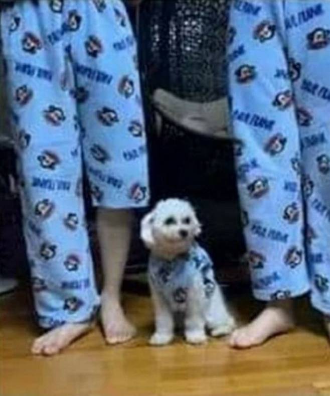 "엄마가 내 잠옷 잘라서 '댕댕이 잠옷' 만들어줬어요" | 인스티즈