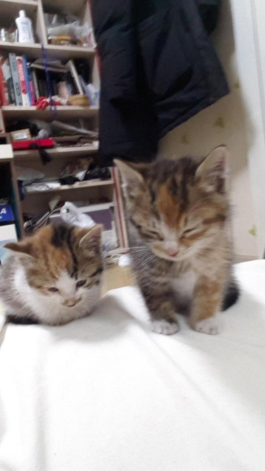 회사 물류창고에서 고양이 득템..jpg | 인스티즈