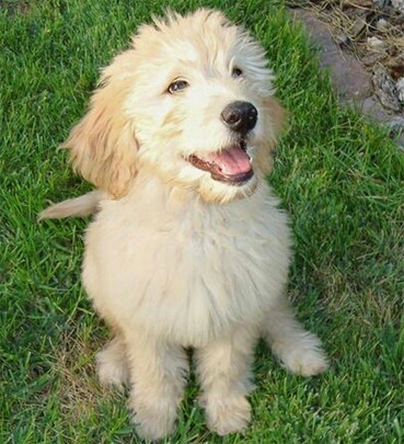 견종 이야기 - 푸들 | 인스티즈