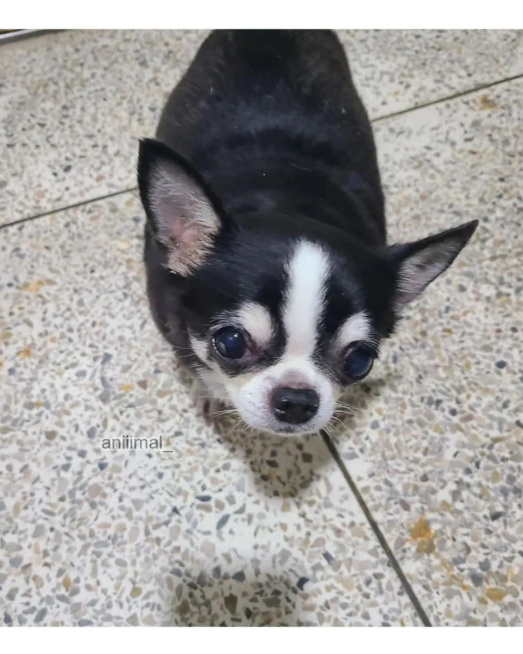 아파트에 웬 댕댕이가 돌아다니는데 어캄? | 인스티즈