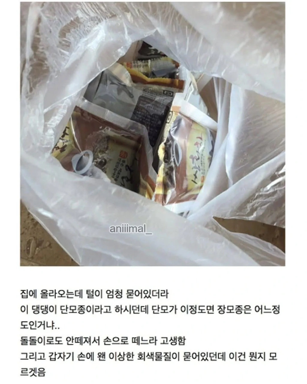 아파트에 웬 댕댕이가 돌아다니는데 어캄? | 인스티즈