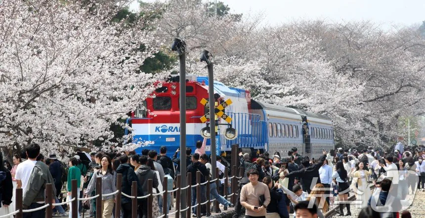 오늘자 진해군항제 벚꽃 풍경 | 인스티즈