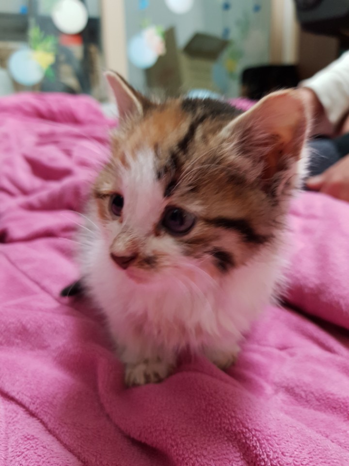 회사 물류창고에서 고양이 득템..jpg | 인스티즈