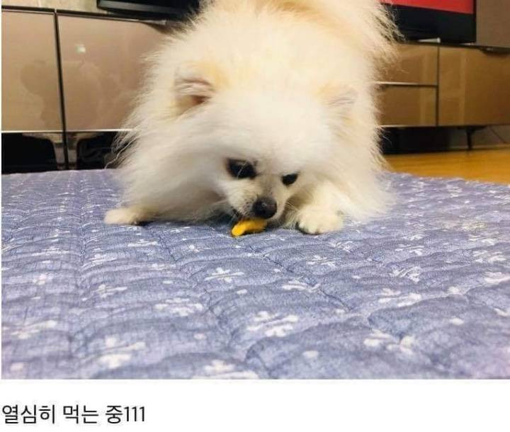 댕댕이용 치킨 시켜본 후기 | 인스티즈