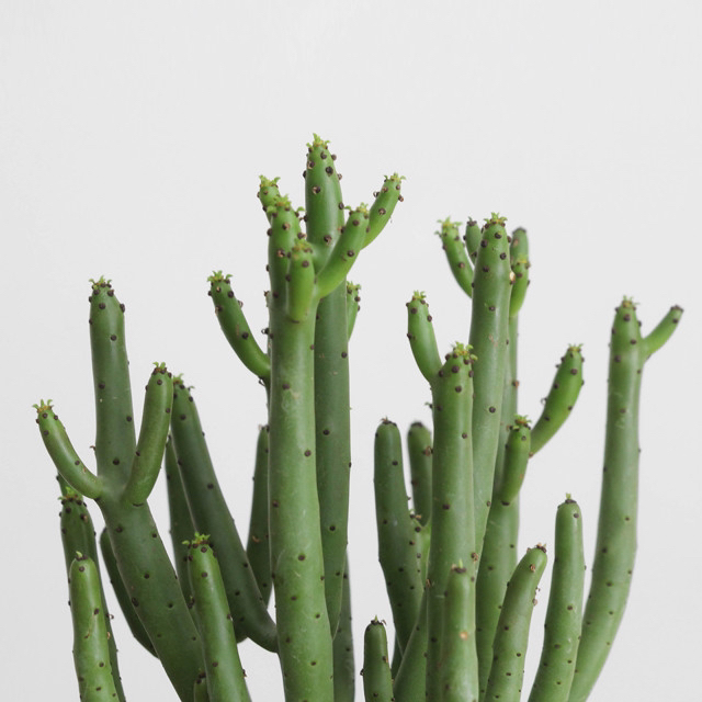 요즘 식물 입덕했어 멋진 식물 진짜 많아 | 인스티즈