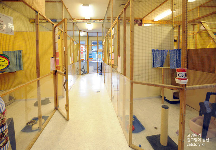 스웨덴의 고양이 보호소.bgm | 인스티즈