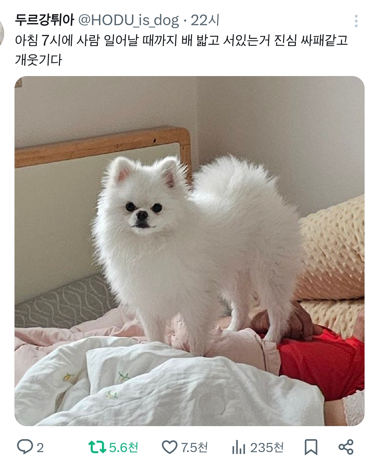 아침 7시에 사람 일어날 때까지 배 밟고 서있는거 진심 싸패같고 개웃기다 | 인스티즈