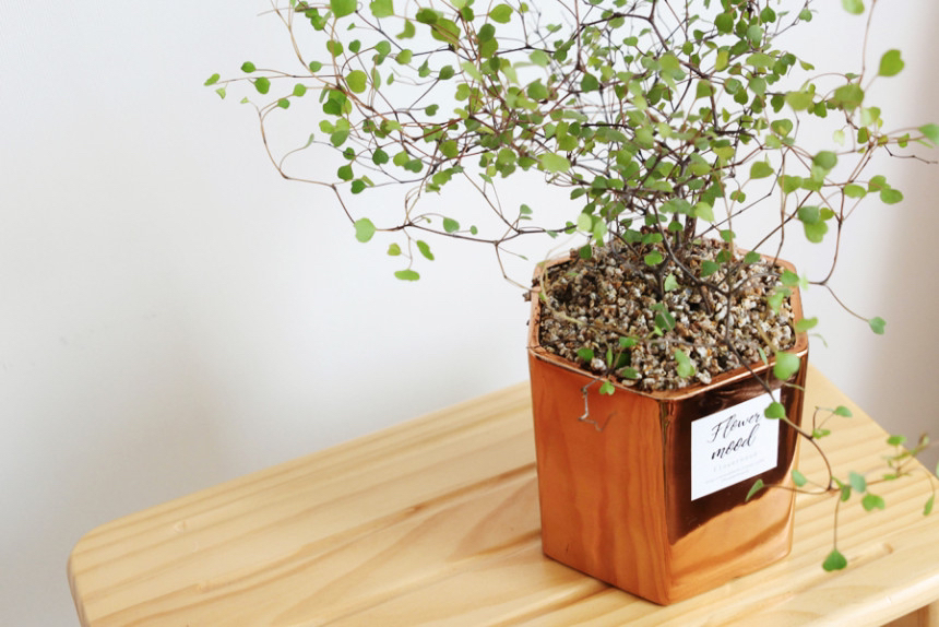 요즘 식물 입덕했어 멋진 식물 진짜 많아 | 인스티즈