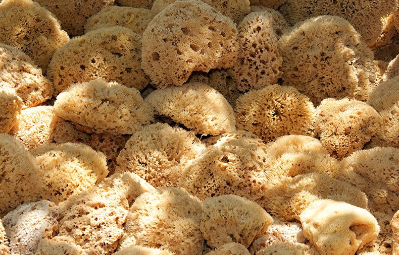 스폰지밥에 숨어 있는 쓸데없이 과학적인 설정 5가지 | 인스티즈