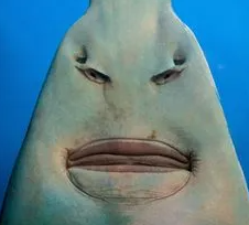 개쎄게 생긴 물고기 | 인스티즈