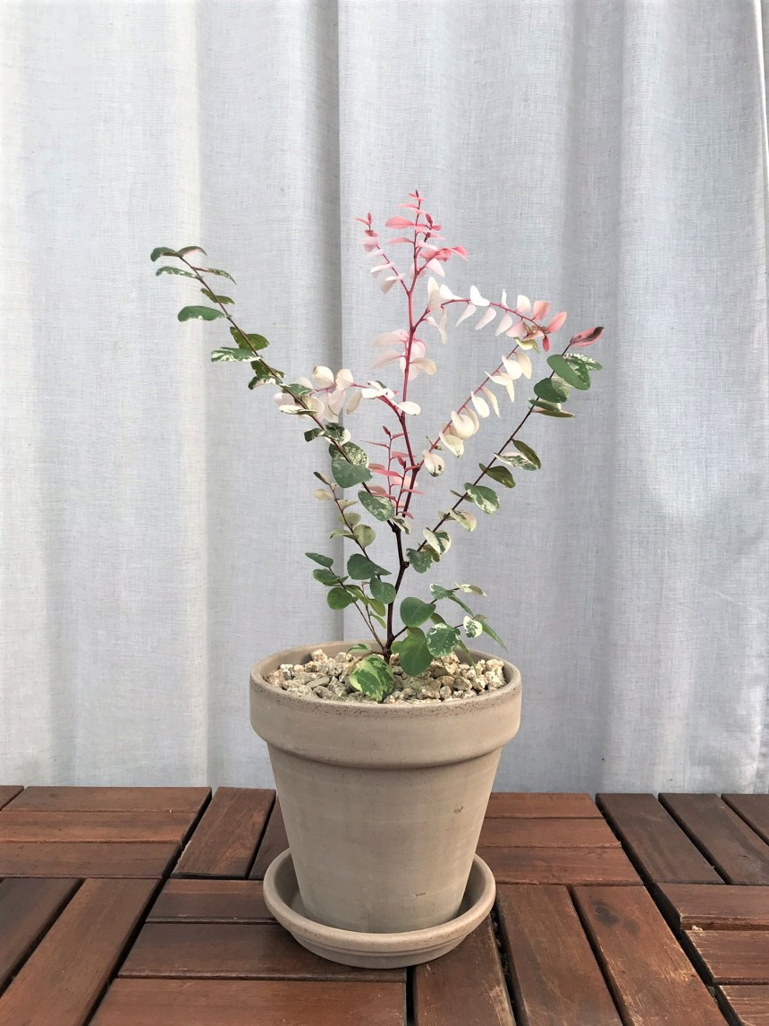 요즘 식물 입덕했어 멋진 식물 진짜 많아 | 인스티즈