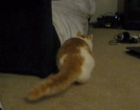 고양이...공격 전 자세..gif | 인스티즈