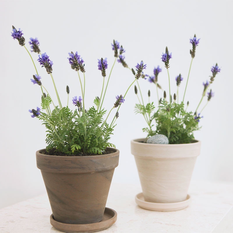 요즘 식물 입덕했어 멋진 식물 진짜 많아 | 인스티즈