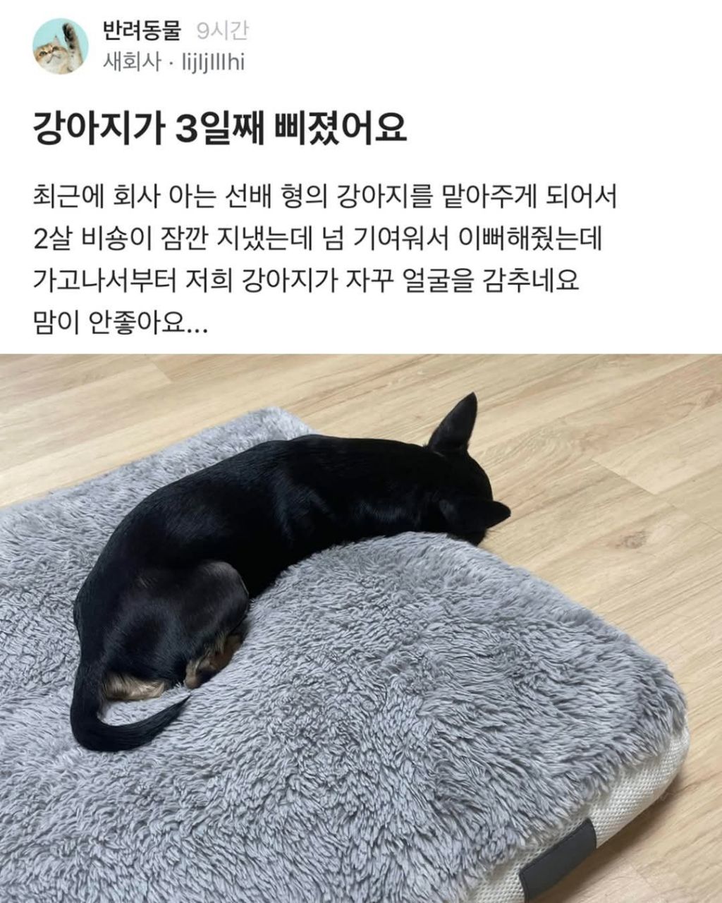 강아지가 3일째 삐졌어요 | 인스티즈