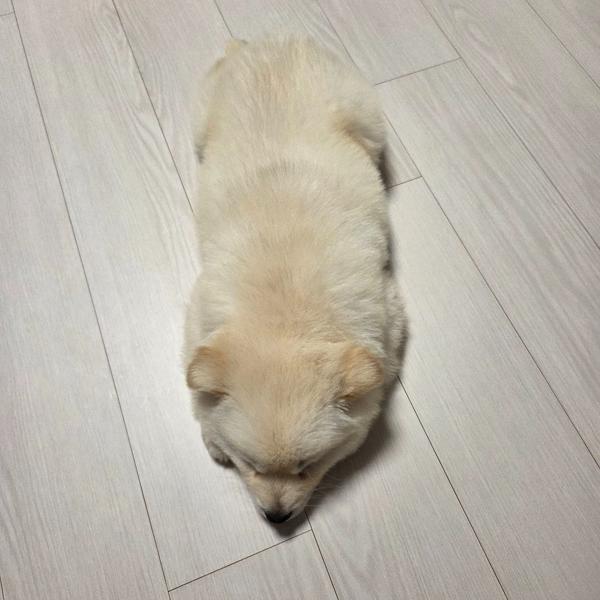 새끼 진도 믹스 | 인스티즈