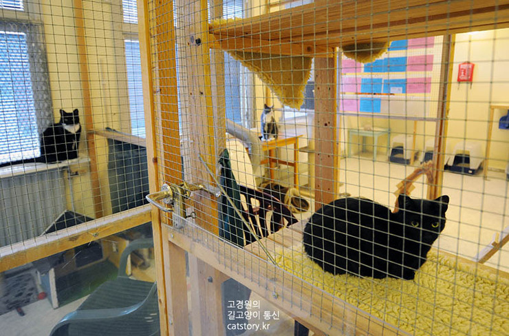 스웨덴의 고양이 보호소.bgm | 인스티즈