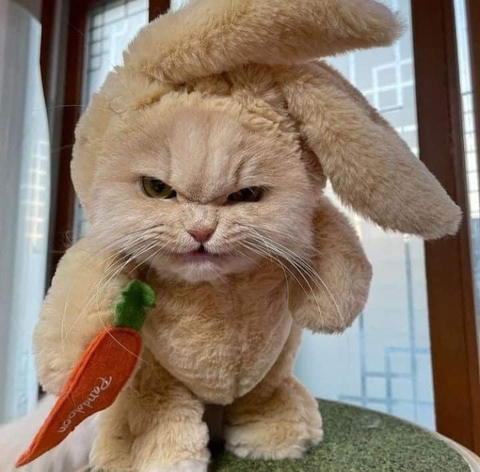 쇼핑몰에 올라온 토끼 옷 후기 | 인스티즈