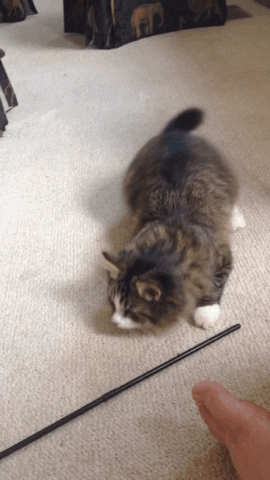 고양이...공격 전 자세..gif | 인스티즈
