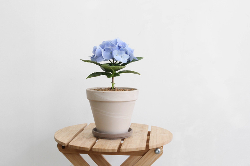 요즘 식물 입덕했어 멋진 식물 진짜 많아 | 인스티즈