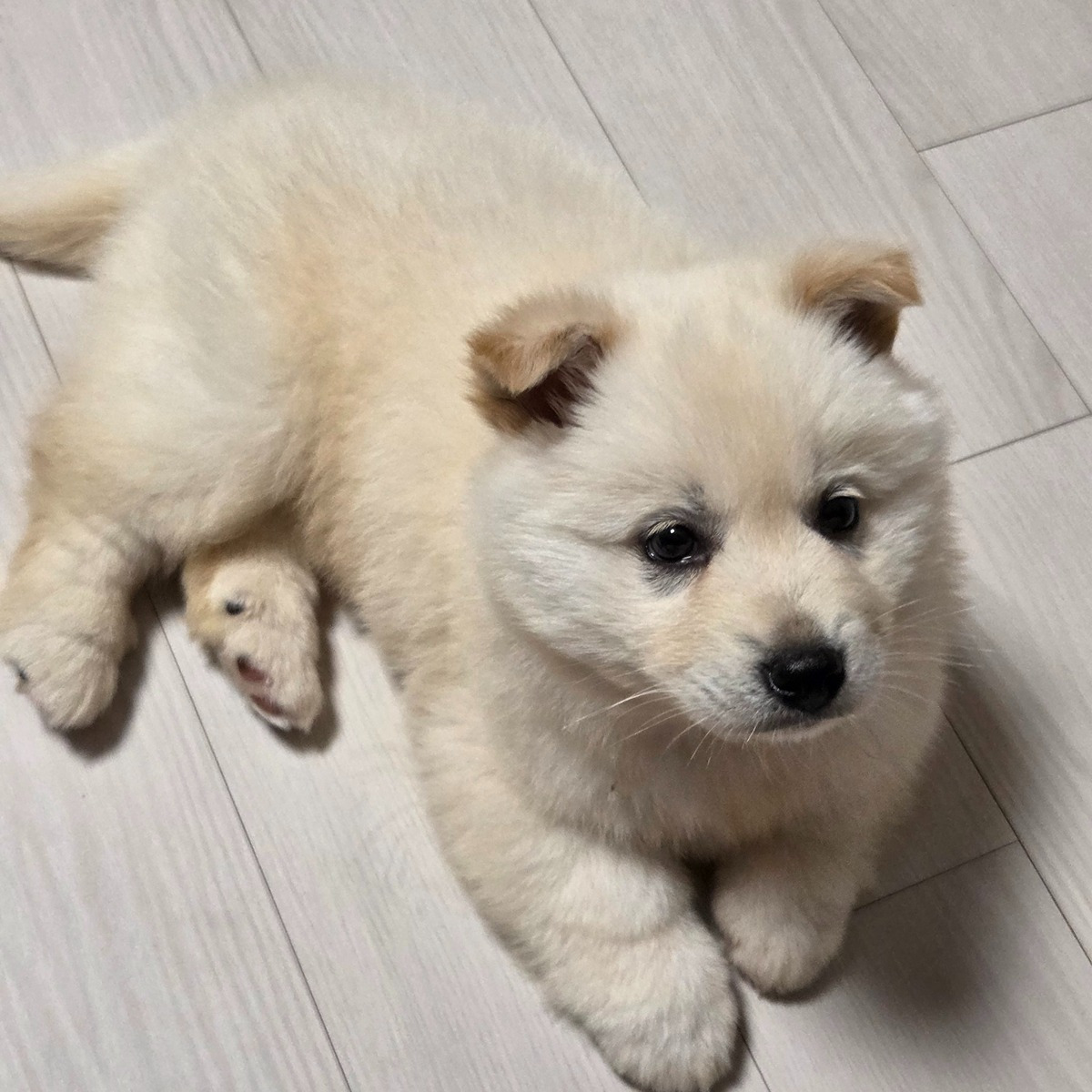 새끼 진도 믹스 | 인스티즈