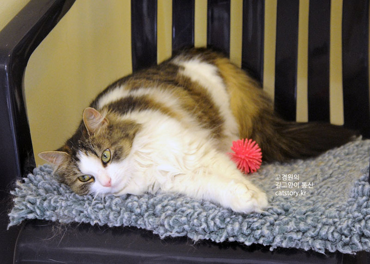 스웨덴의 고양이 보호소.bgm | 인스티즈