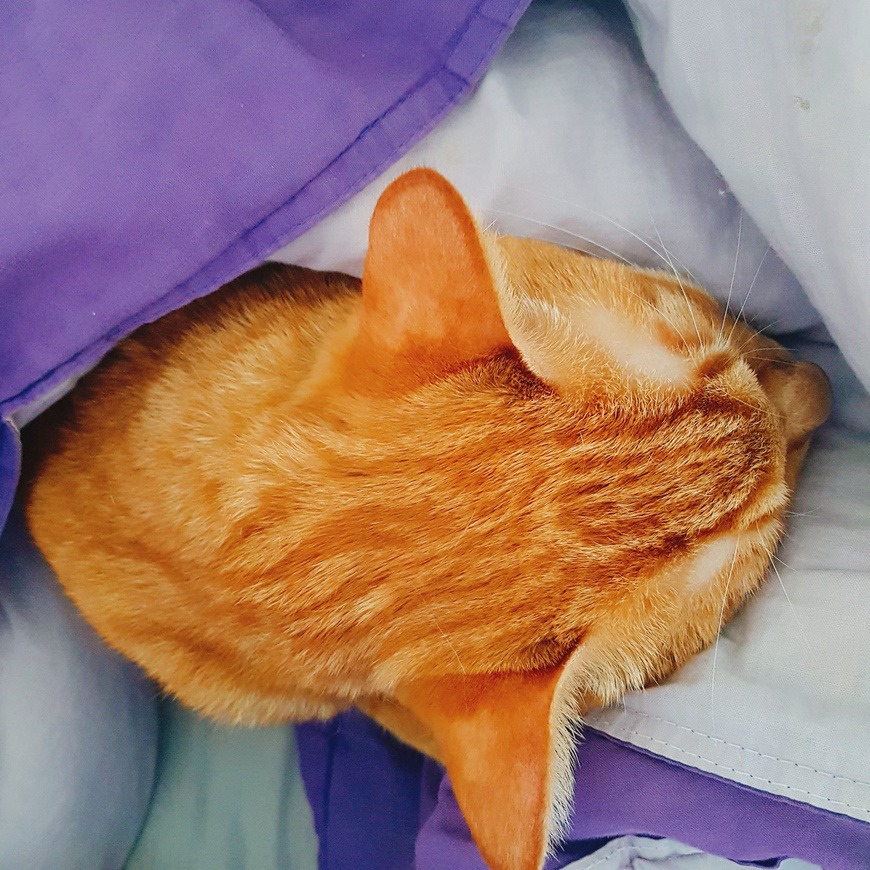 고양이랑 같이 자면 좋은 점 | 인스티즈