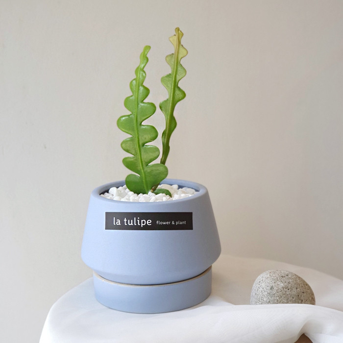 요즘 식물 입덕했어 멋진 식물 진짜 많아 | 인스티즈